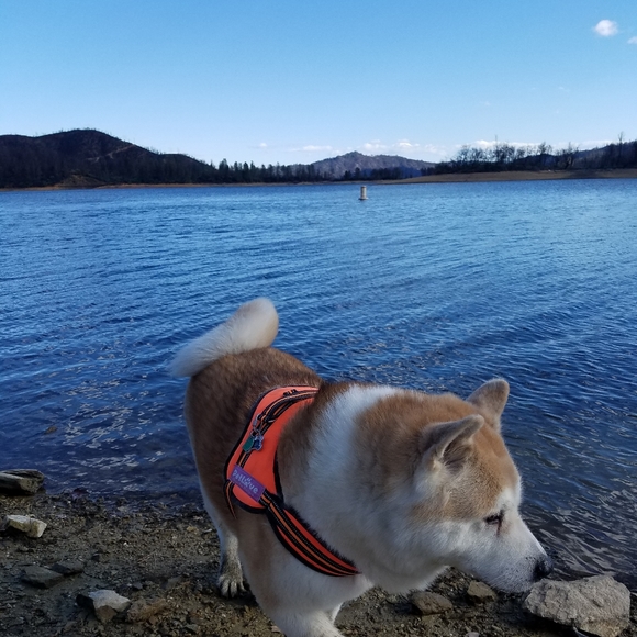 Hello! 🦊🐶 - Picture 2 of 7